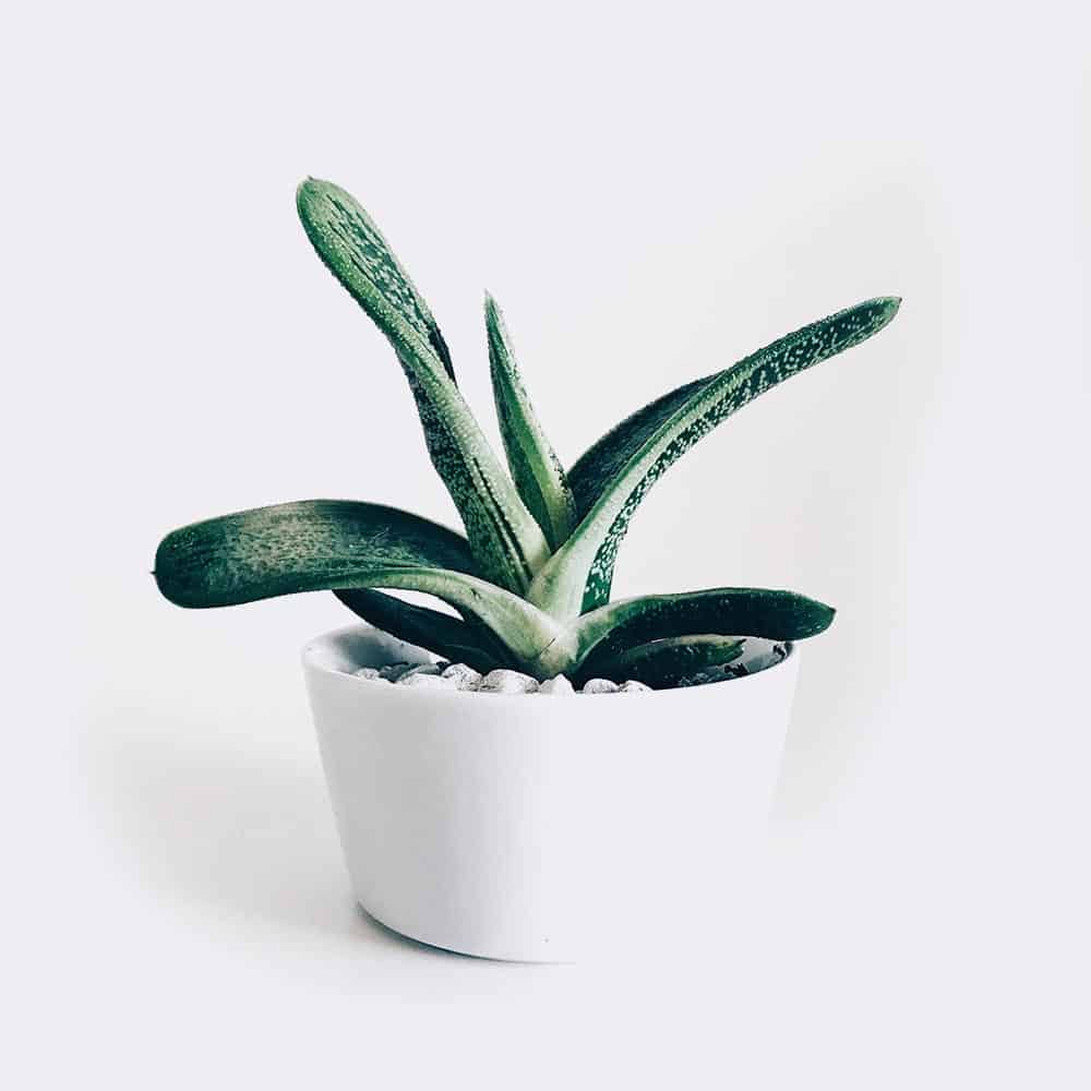 Home plant3 free img